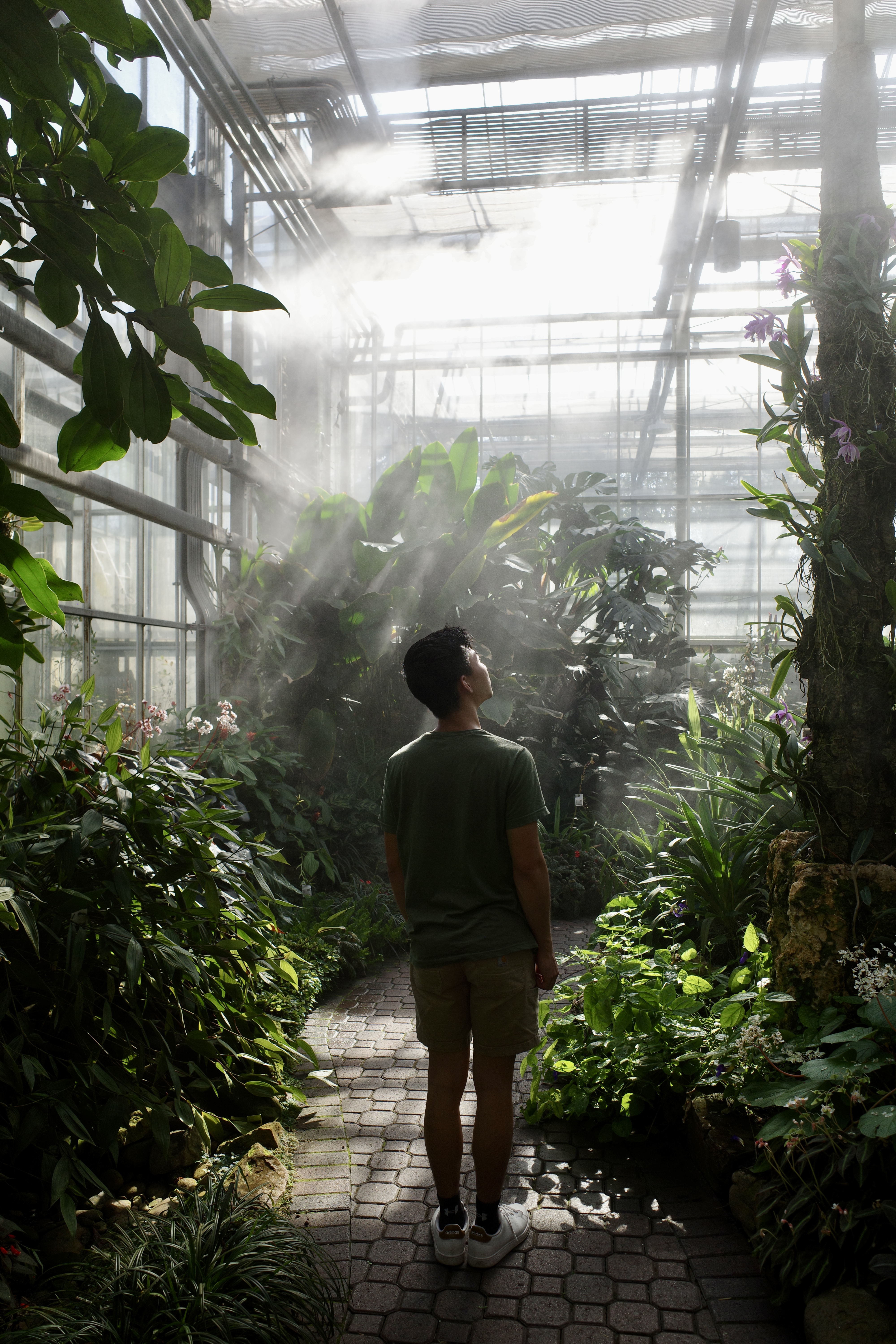 Looking up in botanical garden